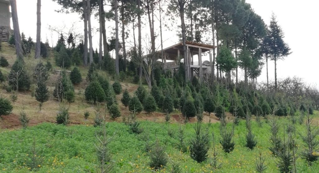 Productores de árboles de navidad listos para abrir sus puertas - Crónica  de Xalapa