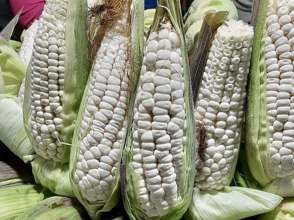 Continúa en aumento precio del maíz; en Coatzacoalcos está más caro -  Crónica de Xalapa