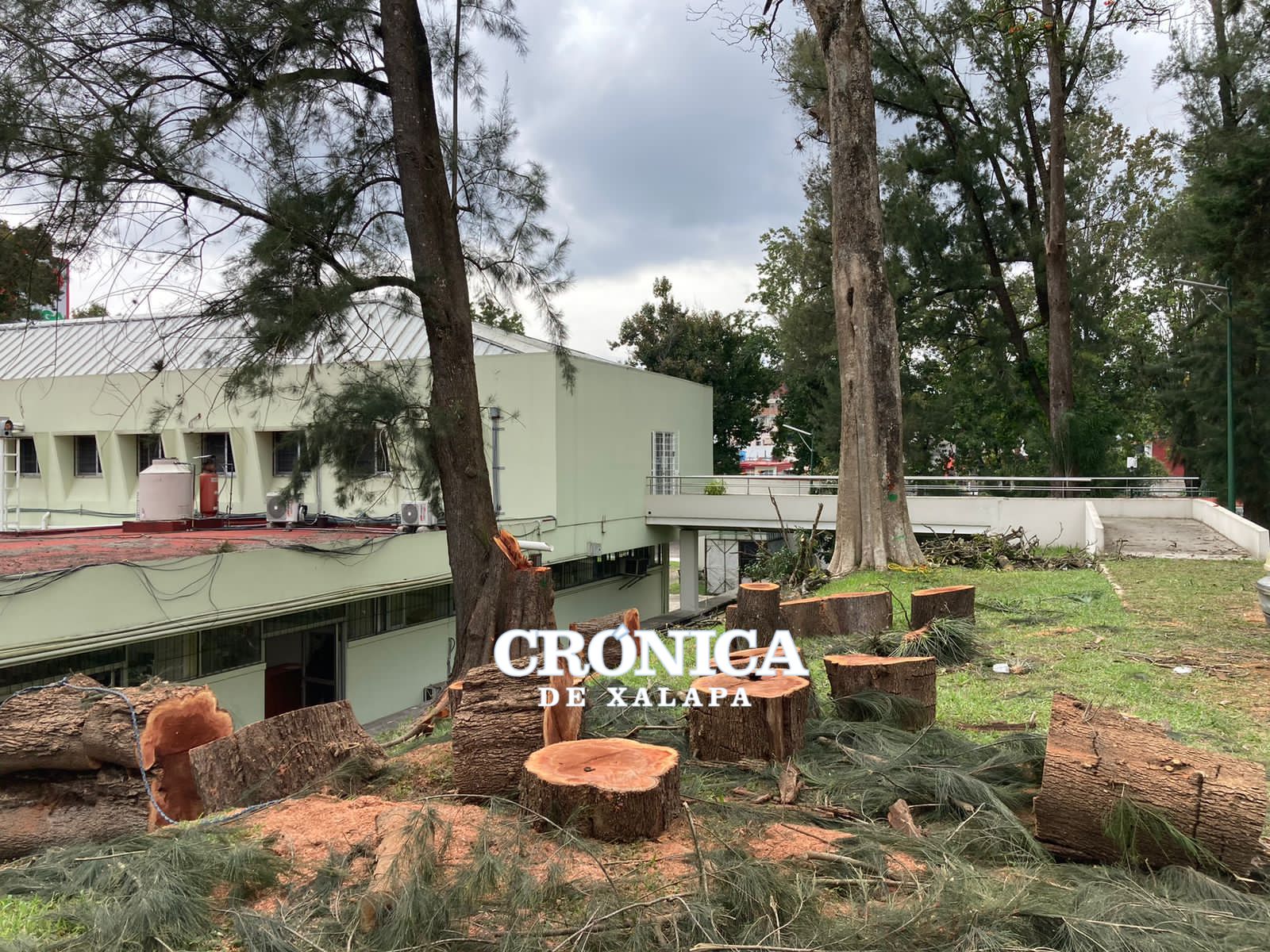 Alumnos UV se oponen a derribo de árboles en Medicina - Crónica de Xalapa