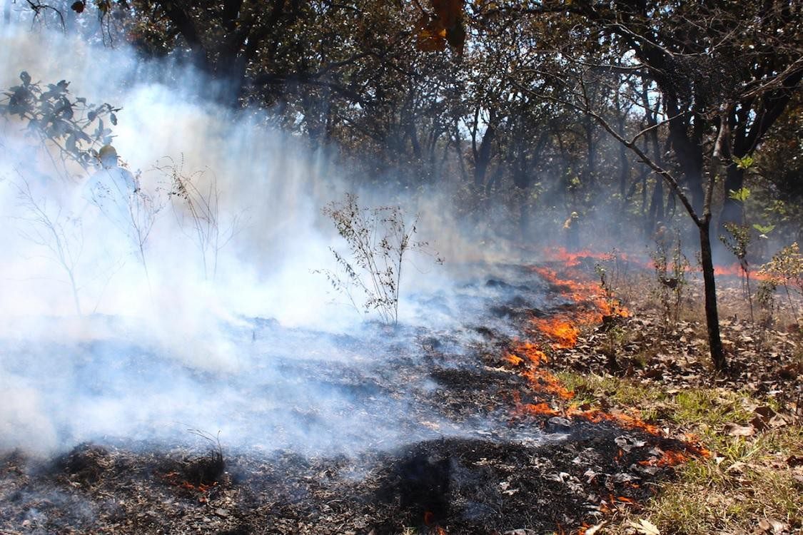 PC reporta 50 incendios forestales en lo que va de 2024